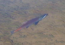 Joe Nicklo 's Fly-fishing Photo of a Landlocked Salmon – Fly dreamers 