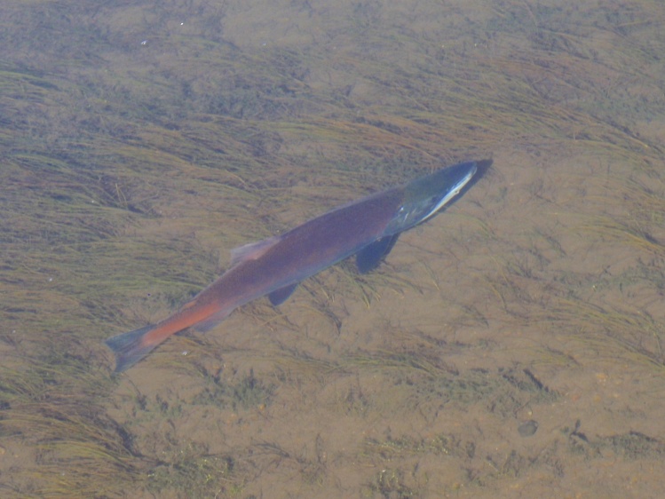 Kokonee Salmon regaining strength after having been caught on a HMG fly and released. — at Dream Stream South Park Colorado.