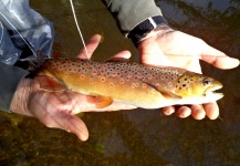 Fly-fishing Pic of Brown trout shared by Thomas Grubert – Fly dreamers 