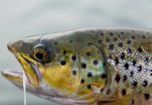Fly-fishing Pic of Spotted Seatrout shared by Brant Fageraas – Fly dreamers 