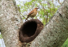 Hornero (Funarius), building your nest.
