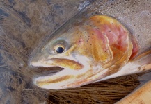 Joe Nicklo 's Fly-fishing Catch of a Cutthroat – Fly dreamers 