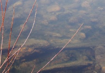 Fotografiada por Carlos, Seguida por Claudio...pescada por Cristian