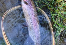  Imagen de Pesca con Mosca de Trucha arcoiris compartida por Peter Breeden – Fly dreamers