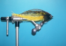 Fly-tying for Golden Dorado - Picture shared by Victor Rueda – Fly dreamers