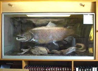 Sea-Trout in Denmark