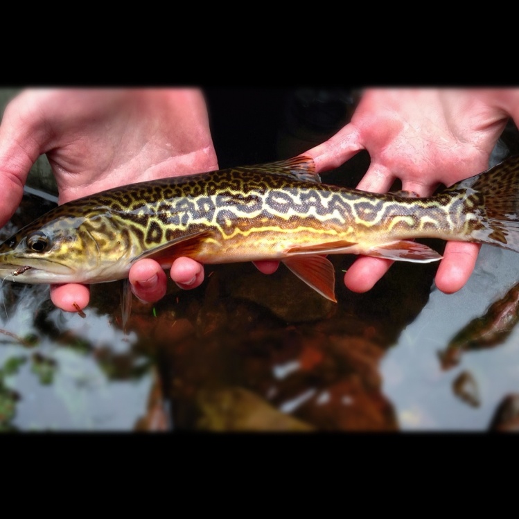 Fall Tiger Trout