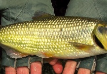  Foto de Pesca con Mosca de Sabaleta - Brycon Henni compartida por CARLOS ESTEBAN RESTREPO – Fly dreamers