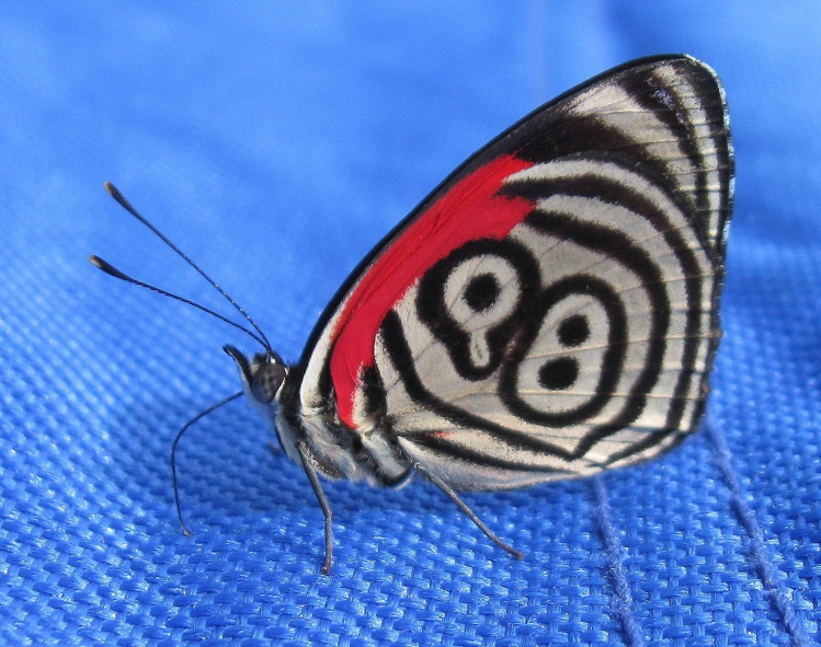 "98" u "89" Diaethria clymena