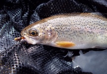 Santiago Gigena 's Fly-fishing Image of a Rainbow trout – Fly dreamers 