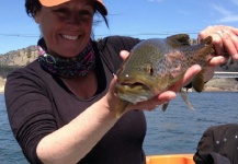 Shelly Ehmer 's Fly-fishing Pic of a Brownie – Fly dreamers 