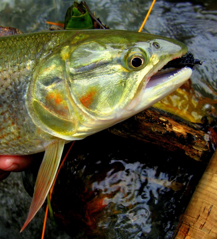 PEQUEÑA AFFINIS DEL RIO MANSO (CALDAS)