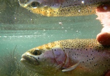 Rankin Morgan 's Fly-fishing Pic of a Rainbow trout – Fly dreamers 