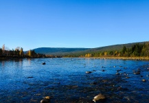 Autumn Grayling