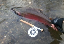 Fly-fishing Picture of Coho salmon shared by Kevin Hardman – Fly dreamers