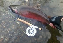 Kevin Hardman 's Fly-fishing Catch of a Coho salmon – Fly dreamers 