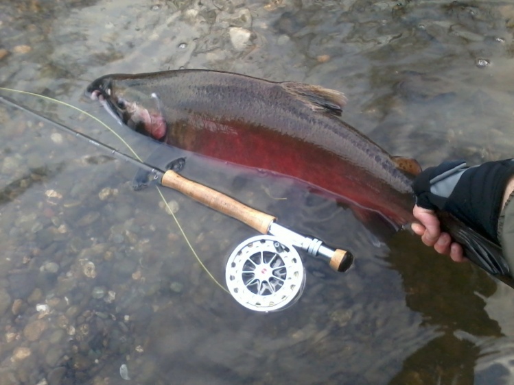 First Coho on a Fly. 10/26/13