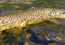 Brett Macalady 's Fly-fishing Photo of a Brown trout – Fly dreamers 