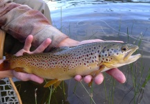 Brett Macalady 's Fly-fishing Picture of a Brown trout – Fly dreamers 