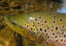 Brett Macalady 's Fly-fishing Picture of a Brown trout – Fly dreamers 