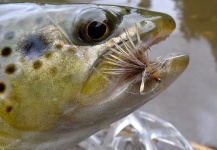 Fly-fishing Photo of Brown trout shared by Brett Macalady – Fly dreamers 