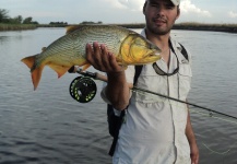 Fly-fishing Picture of Golden Dorado shared by Mauro Gil – Fly dreamers