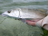 Foto de pesca con mosca