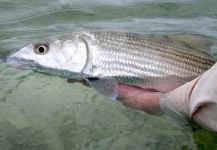 Douglas Saunders 's Fly-fishing Picture of a Bonefish – Fly dreamers 