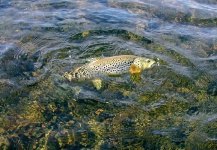 Fly-fishing Pic of Loch Leven trout German shared by Jay Burman – Fly dreamers 