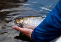 Fly-fishing Situation of Brook trout - Photo shared by Jack Hardman – Fly dreamers 
