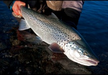 Jack Hardman 's Fly-fishing Pic of a Brown trout – Fly dreamers 