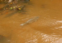 Rudy Babikian 's Fly-fishing Photo of a Tigerfish – Fly dreamers 