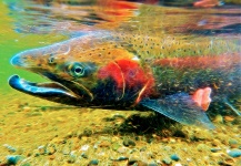  Fotografía de Pesca con Mosca de Steelhead por Ted Bryant – Fly dreamers