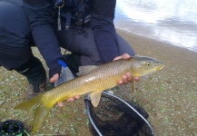 Fly-fishing Photo of Barbel shared by Raúl González – Fly dreamers 