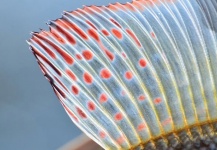 Fly-fishing Photo of Grayling shared by Mark Johnstad – Fly dreamers 