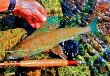 Fly-fishing Pic of Grayling shared by Ted Bryant – Fly dreamers 