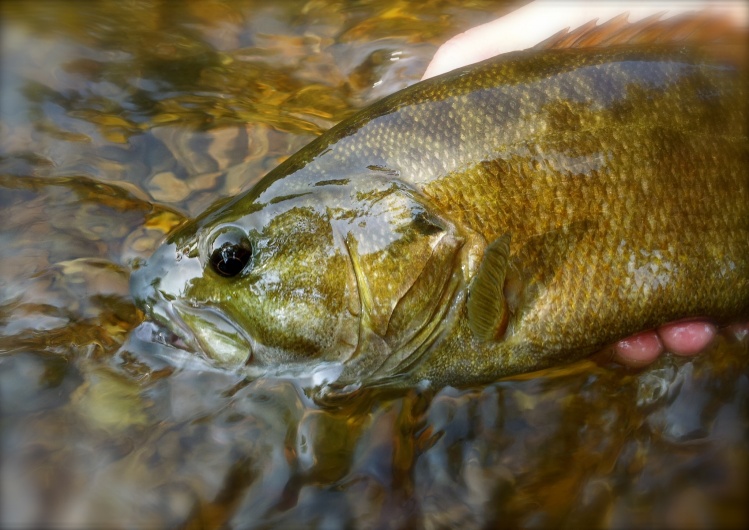 Ozarks Smallmouth