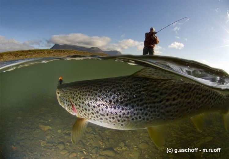 Another laborious half and half picture of a nice brown trout from a famous beat on famous Víðidalsá river in Northern Iceland