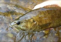  Foto de Pesca con Mosca de Bass de boca chica compartida por Ryan Walker – Fly dreamers