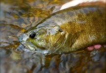  Foto de Pesca con Mosca de Bass de boca chica compartida por Ryan Walker – Fly dreamers