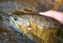  Fotografía de Pesca con Mosca de Bass de boca chica compartida por Ryan Walker – Fly dreamers