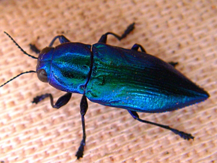 Blue bug..