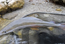 trout and grayling beautiful