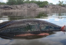 Patrick Brown 's Fly-fishing Image of a Wolf Fish – Fly dreamers 