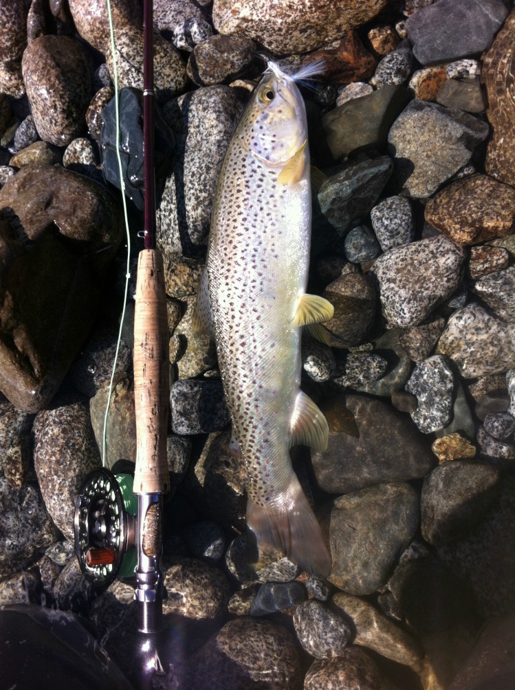 Trucha Fario de las aguas del río Puelo