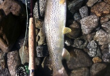  Fotografía de Pesca con Mosca de Trucha marrón por Ignacio Girardi – Fly dreamers