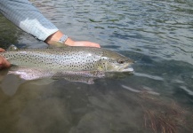 Fly-fishing Photo of Brown trout shared by Va Ca – Fly dreamers 