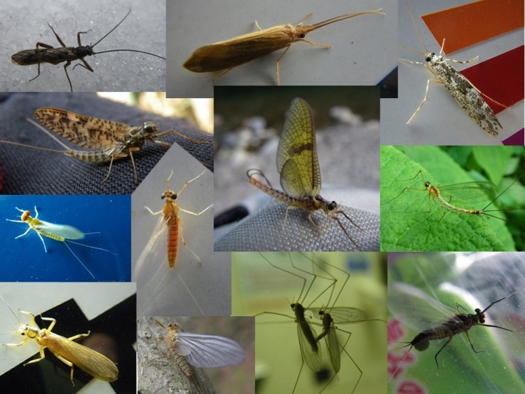 Bugs 2013 in Japan