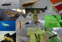  Fotografía de Entomología y Pesca con Mosca por Bo Rovan – Fly dreamers