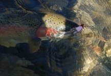  Fotografía de Pesca con Mosca de Trucha arcoiris por Peter Kaal – Fly dreamers 